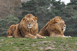 lions_paul_stevenson.jpg