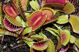 flytrap